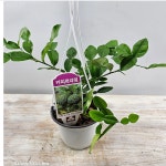 카피르라임나무 소품  2개 : 범수농장