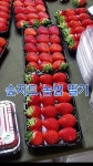 농업용(딸기농장 관수용)순지트 분말 30mesh 1000kg : 주원shop