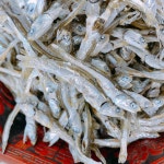 산지직송 남해 햇 죽방멸치 (고바)중멸치 750g 선물용 쇼핑백포함 : 남해특산