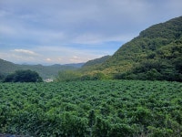환절기 국산 볶은 작두콩차 300g : 지리산 운암농장