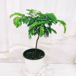 타마린드 키우기 밤에 잠자는 신기한 식물 카페 인테리어 화분 선물 : 테라썸