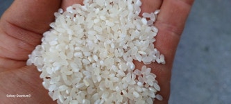 25년산 당일도정 신동진 참동진 새청무 해담 쌀눈쌀 7분도미 칠분도미 5분도미 7분도 삼시세끼 상등급 10kg 20kg : 시골향미