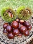 햇밤 공주밤 옥광밤 왕밤 알밤 생밤 공주정안 1.5kg : 시온파머스