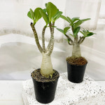 석화 바오밥나무 키우기 아데니움 미니 소형 반음지식물 사무실 책상 : 테라썸