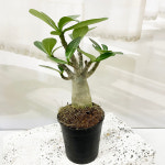 석화 바오밥나무 키우기 아데니움 미니 소형 반음지식물 사무실 책상 : 테라썸