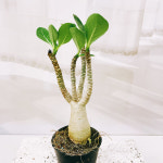 석화 바오밥나무 키우기 아데니움 미니 소형 반음지식물 사무실 책상 : 테라썸