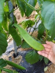 환절기 국산 볶은 작두콩차 300g : 지리산 운암농장