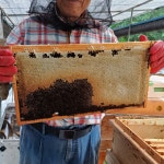 아카시아꿀 자연 천연벌꿀 숙성 꿀 500g, 2kg : 장호원 찐꿀양봉장