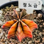 다육이 짐노금실생 키우기 선물용 희귀다육 공기정화식물 선인장 : 김포송마리다육