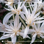 [봄날애제비씨] Colchicum, 콜치컴 구근  콜치쿰 연꽃상사화 가을 꽃 키우기 : 봄날애제비씨