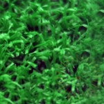 단디 인조잔디 6mm 모형잔디 실내골프매트 : 단디친구