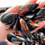 홍합 제철 섭 손질세척 홍합탕 담치 3kg 5kg 10kg : 하남댁 공식스토어