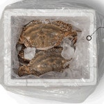 산지직송 서해안 알베기 생물 활 암꽃게 1kg 꽃게 알베기 100% 없으면 환불 : 해남형제