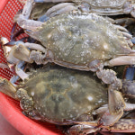[광양시 배달] 싱싱한 국내산 꽃게 1kg [중마 사계절수산] : 동네시장 장보기