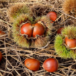 24년 국산 햇밤 생율 대 특 500g : 사자산마을