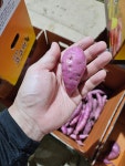 무안 형제농산 햇 꿀밤고구마 한입 소(쫄) 3KG 고구마 .무안에서 보내드려요 막 캐낸 햇 고구마 : 형제농산