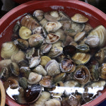 [광양시 배달] 자연의 짭잘함 백합 大 1kg [중마 사계절수산] : 동네시장 장보기