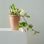 호야 소형 무늬 음지 넝쿨 공중 반려식물 키우기 쉬운 공기정화식물 : 영플랜트