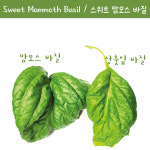 스위트 맘모스 러플드 바질 Sweet Mammoth Ruffled 바질 키우기세트 교육용 체험용 : 나만아는