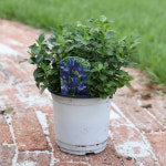 양평서정이네X대림원예종묘 용담 트루블루, 리틀핑키 공구 : 양평서정이네