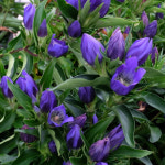 양평서정이네X대림원예종묘 용담 트루블루, 리틀핑키 공구 : 양평서정이네