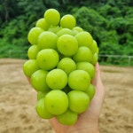 프리미엄 하우스 고당도 샤인머스켓 특품 가정용 1kg,2kg : 건행레시피