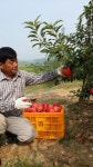 [장단삼백농장] 과일 선물  민통선 통일촌 파주DMZ사과 5Kg 소과 21~22과수 -  농장직접 판매 : 파주DMZ사과