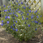 양평서정이네X대림원예종묘 용담 트루블루, 리틀핑키 공구 : 양평서정이네