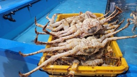최상급 러시아 박달대게 3kg 대사이즈 : 유히수산 대게전문점