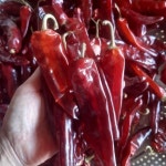 25년 햇건고추 세척 1근 600g 꼭지제거 국산 의성 반태양초 마른고추 : 우제과일농장