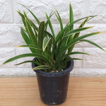 동양란 대국35 : 샬롬꽃농원