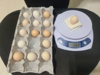 미니 관상용 애완닭 부화용 세라마 종란 개당 22그램 이하 : 말바우자연산버섯가게
