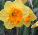 수선화 코랄 크라운  2구 : 소요 SOYO