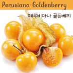 페루비아나 골든베리  Peruviana Goldenberry Tomatillo  금땅꽈리 희귀토마틸로 교육,체험용 세트 : 나만아는