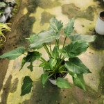 제나두 셀렘 중품 KOT0905 : 플로스토어