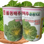 봄동배추씨앗 500g 1캔 대포장 봄동배추 월동 춘동102 아시아 : 태웅씨앗자재마트