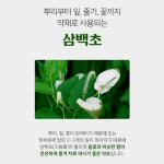 국산 거창 삼백초 잎 삼백초차 티백 50개입 : 메디라움코리아