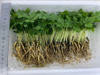 삼향농장  새싹삼  한입사이즈 : 새싹삼 삼향농장