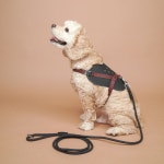 스텔라 강아지 하네스 가슴줄 소형견 중형견 가죽 리드줄 세트 : 미르 팩토리몰