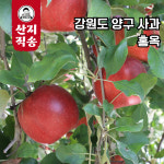 당일작업! 강원도 양구 햇사과 홍옥 5kg : 장터임당