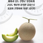 프리미엄 고당도 멜론 멜론 제철 곡성멜론 13brix : Fresh Bear