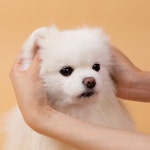 제딕스 오티티스 프로 수딩 이어 클리너 포 캐닌 앤 펠린 전문가용(동물병원사용) 강아지 고양이 귓병 귀세정제 : 제딕스