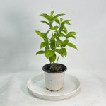 야래향 아래향 야레향 묵은목대 모기퇴치식물 공룡꽃식물원 : 공룡꽃식물원