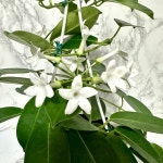 넝쿨자스민 걸이형 마다가스카르 쟈스민 행잉식물 향기좋은식물 : 나만의화원