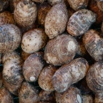 24년 햇 토란 알토란 무농약 산지직송 3kg,5kg : 파미르마켓