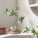 홍콩야자 쉐프렐라 담팔수 조화나무 화분 화이트꽃 베이지(대) : 메이드모드