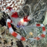 [생물] 박싱 쉬림프 : 코통령