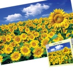 직소퍼즐-해바라기 푸른하늘(미니) 2014피스 들판과 YSW265DFDR : ww-mall