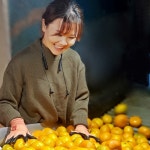 훈이네농장 제주 햇 노지감귤 귤 5kg 10kg 15kg : 모닝제주