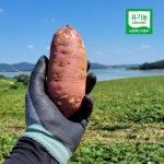 [농장발송] 유기농 꿀 고구마 베니하루카 달수고구마 상특, 10kg, 1개 : 꿈꾸는들녘
